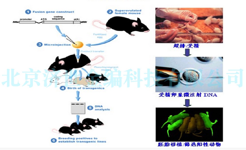通过原核注射的方法生产myc-Rhot2转基因小鼠