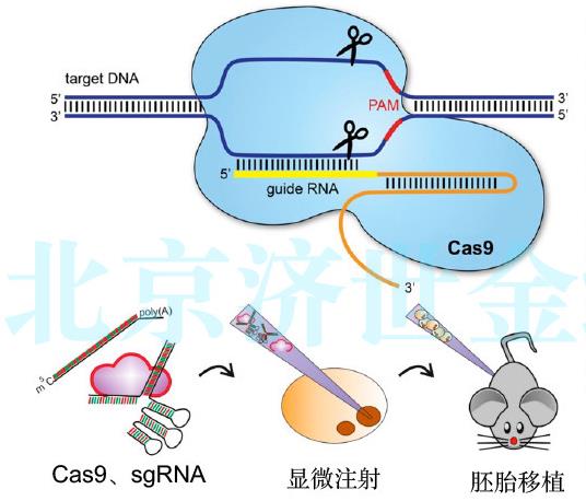 基于CRISPR/Cas9技术Dcaf8基因敲除小鼠模型的开发