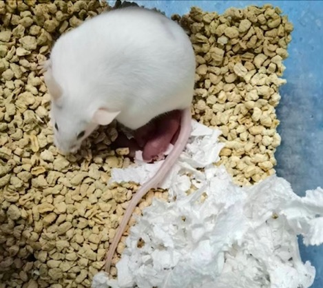 基因工程小鼠胚胎冷冻保存及复苏移植产仔