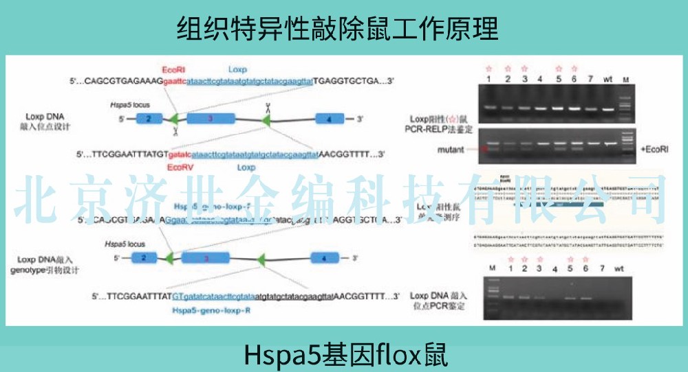 Hspa5基因组织特异性敲除小鼠(Loxp)构建技术报告