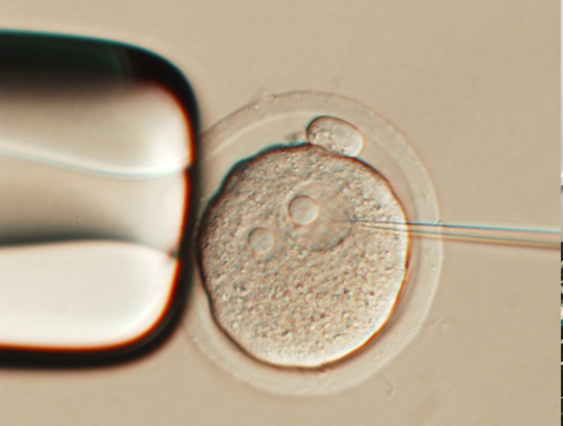 小鼠胚胎显微注射项目