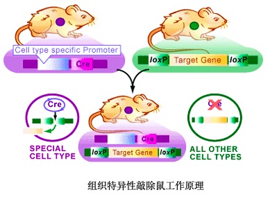 组织特异性基因敲除鼠