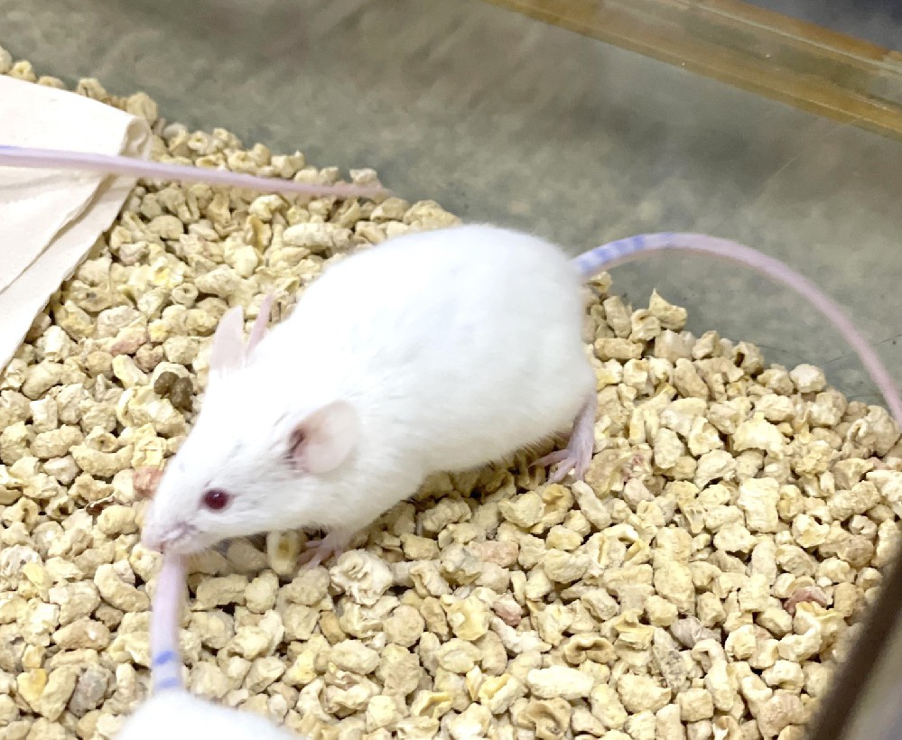 按照周龄订购大小鼠时，同周龄的体重范围应控制在多少克以内？