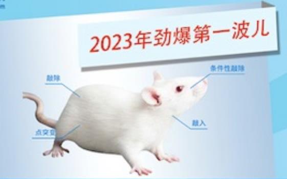 2023年劲爆第一波儿： 敲除后致死基因模型小鼠现货特价！