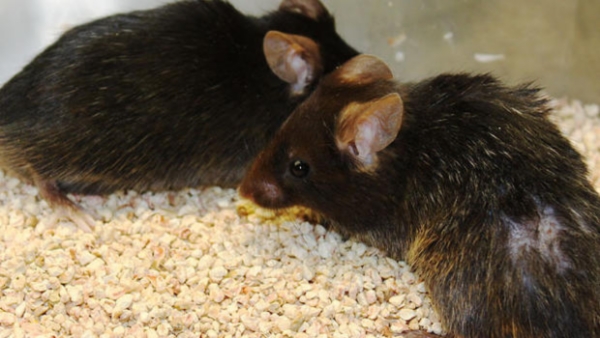 超快价优：济世新技术加速交付挽救品系的基因纯合鼠