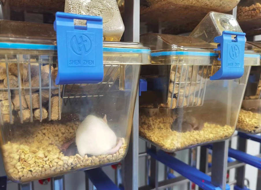 胚胎生物净化SPF级基因工程小鼠